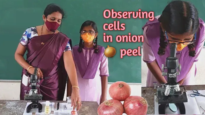 Onion cells under microscope  ||  Onion peel under microscope  ||  Observing nucleus in onion peel